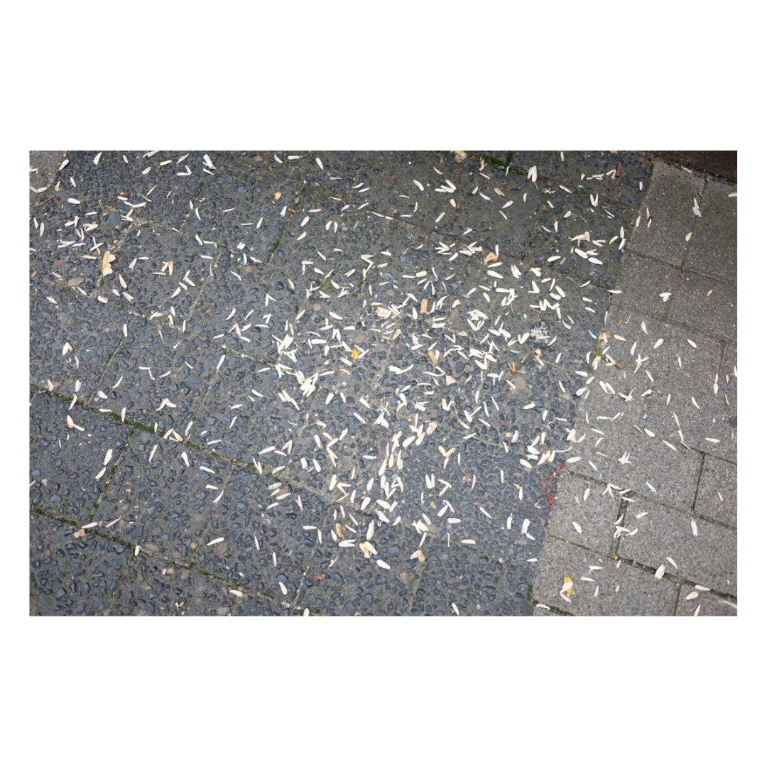 Sunflower Seeds