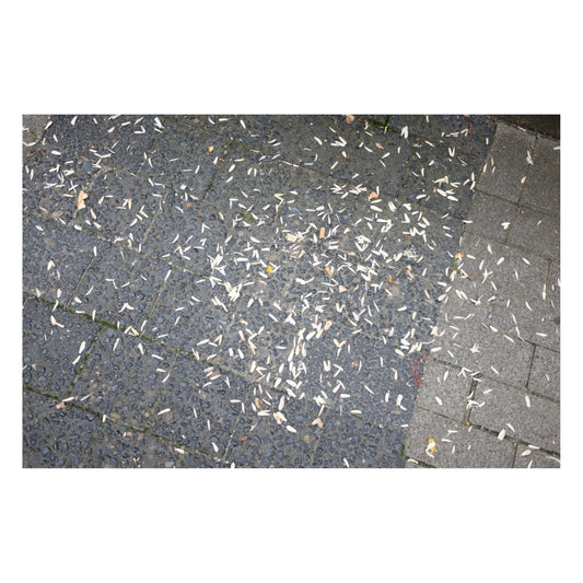 Sunflower Seeds